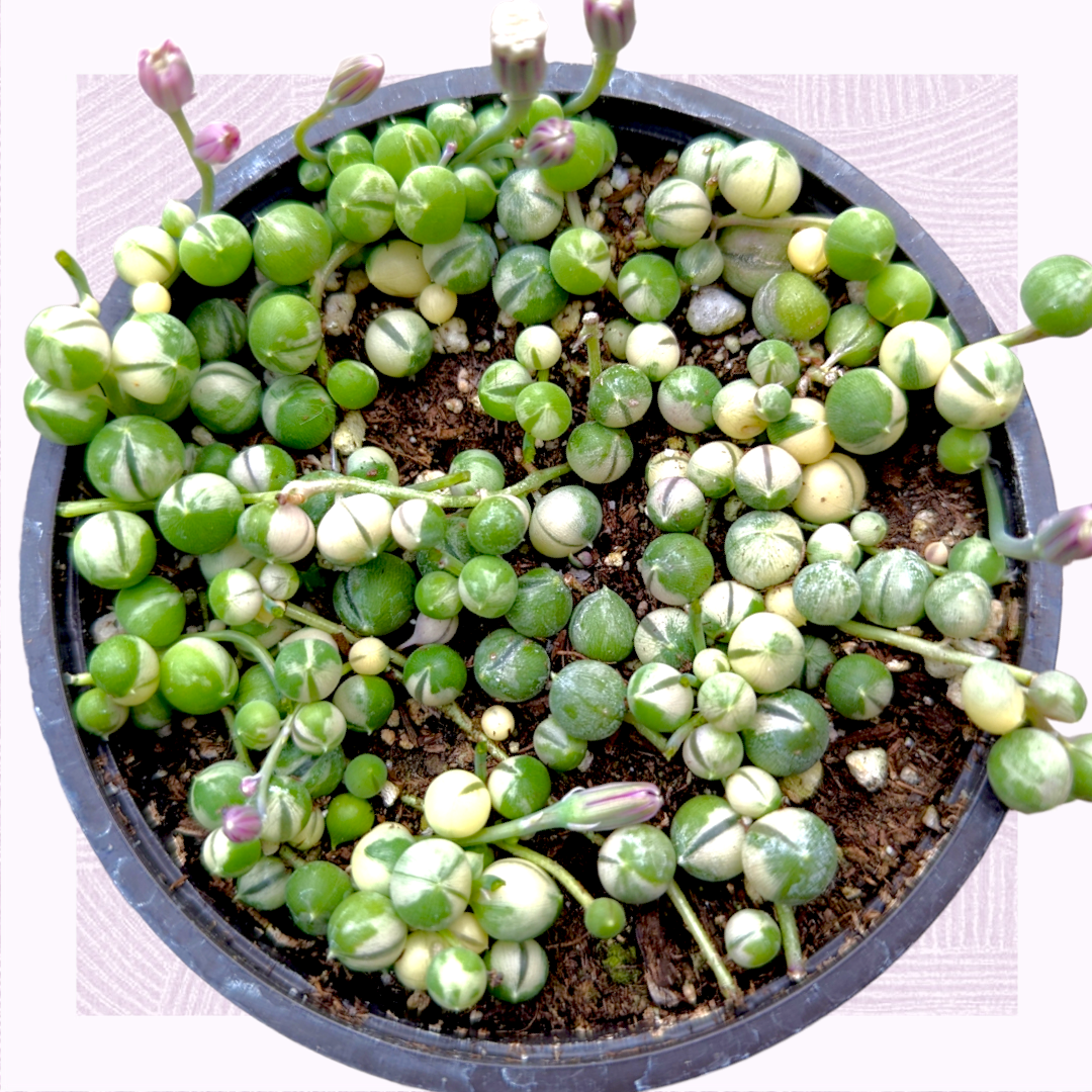 Succulent, 'string Of Pearls' Variegated - View 21 from www redcrocus com