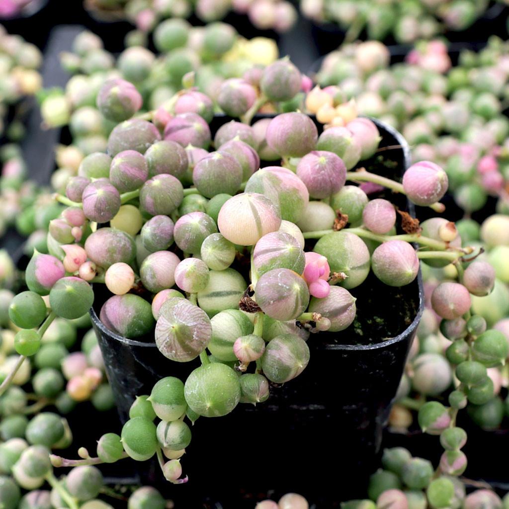 Succulent, 'string Of Pearls' Variegated - View 23 from www redcrocus com