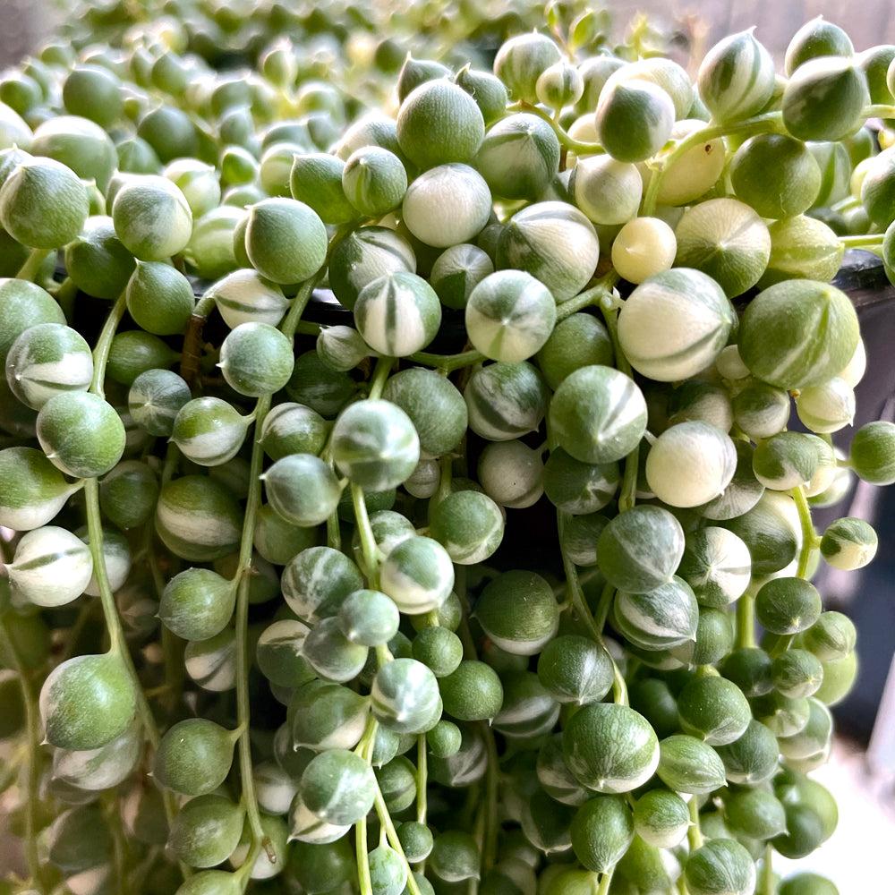 Succulent, 'string Of Pearls' Variegated - View 24 from www redcrocus com