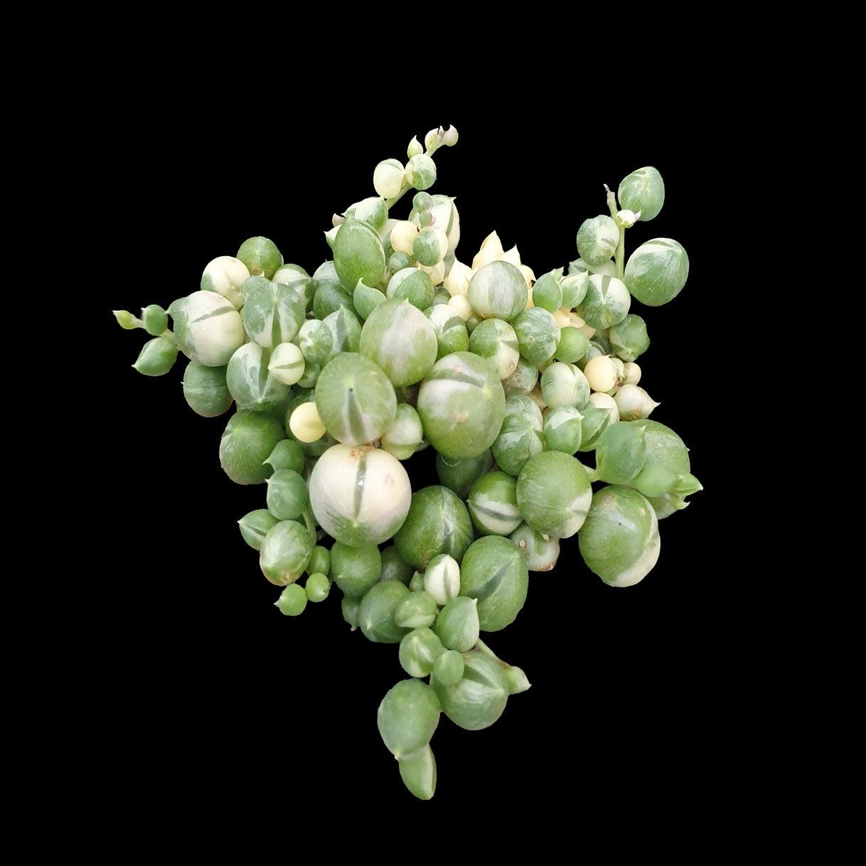 Succulent, 'string Of Pearls' Variegated - View 26 from www redcrocus com