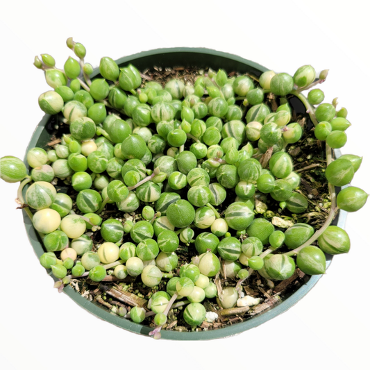 Succulent, 'string Of Pearls' Variegated - View 27 from www redcrocus com