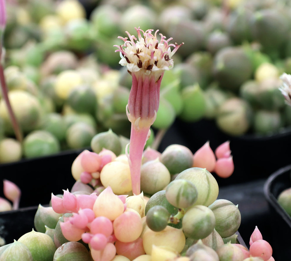 Succulent, 'string Of Pearls' Variegated - View 28 from www redcrocus com