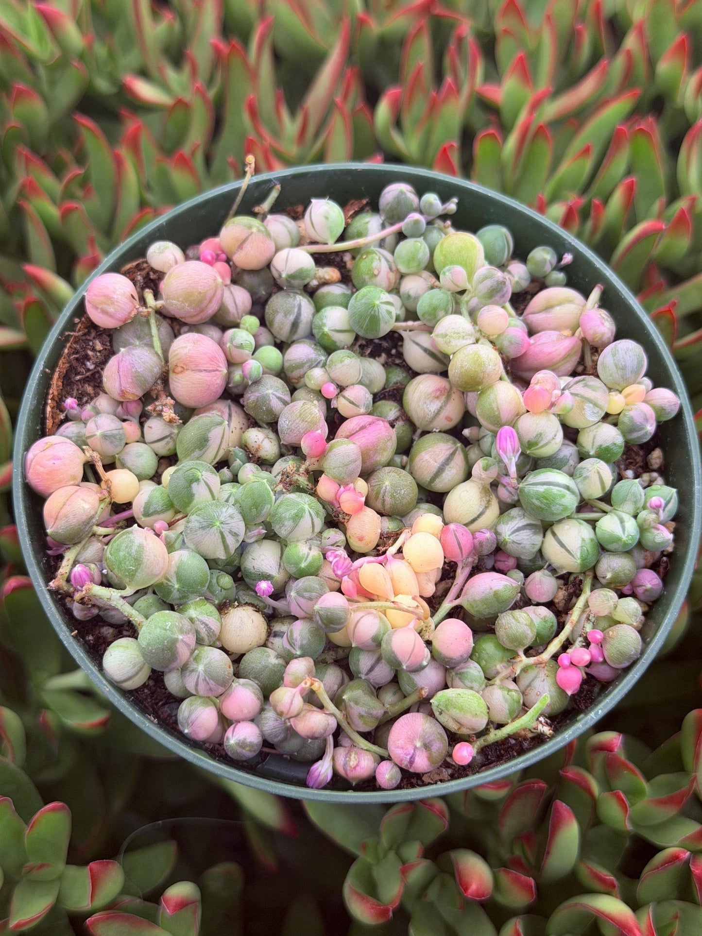 Succulent, 'string Of Pearls' Variegated - View 29 from www redcrocus com