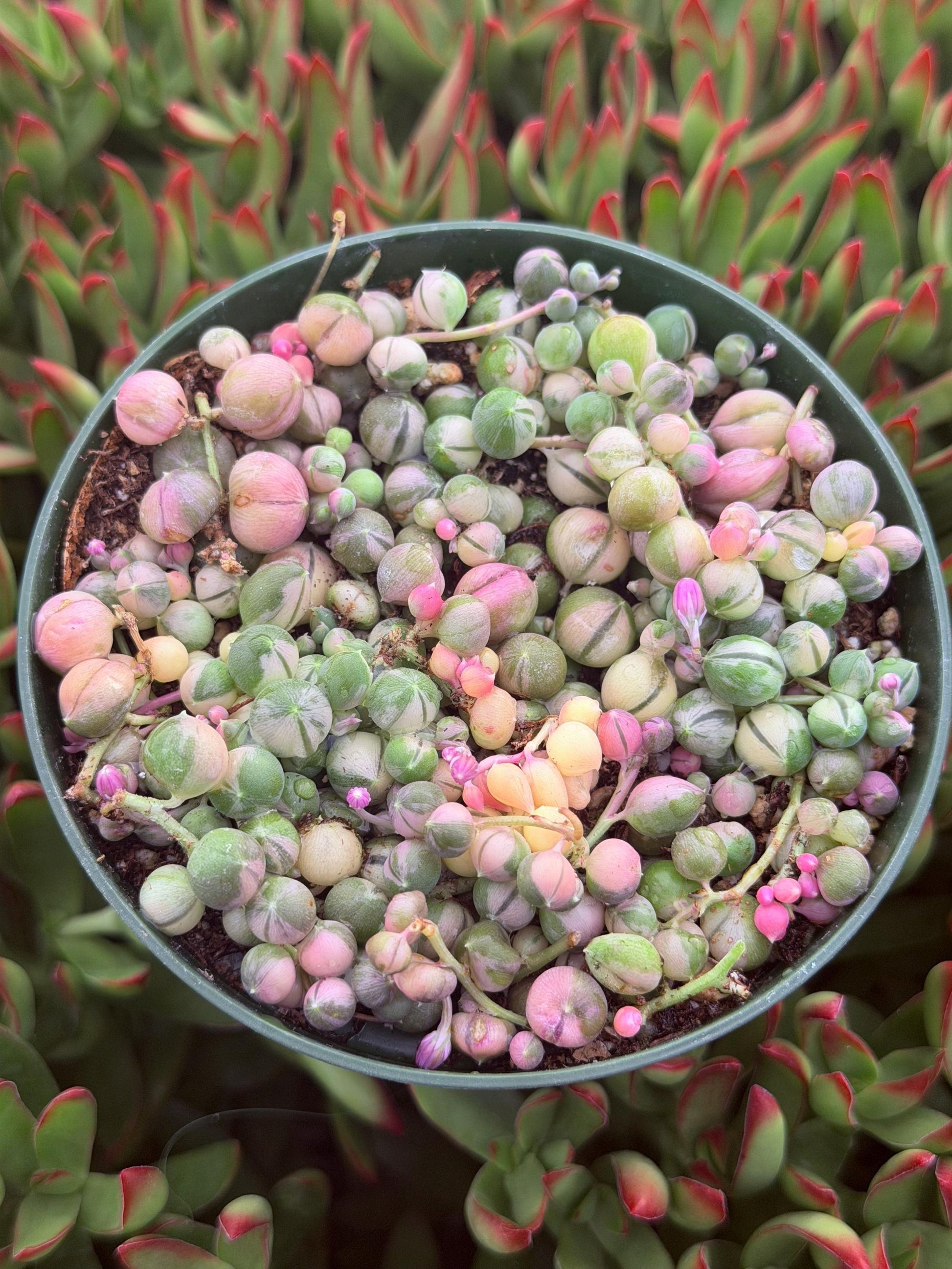 Succulent, 'string Of Pearls' Variegated - View 29 from www redcrocus com