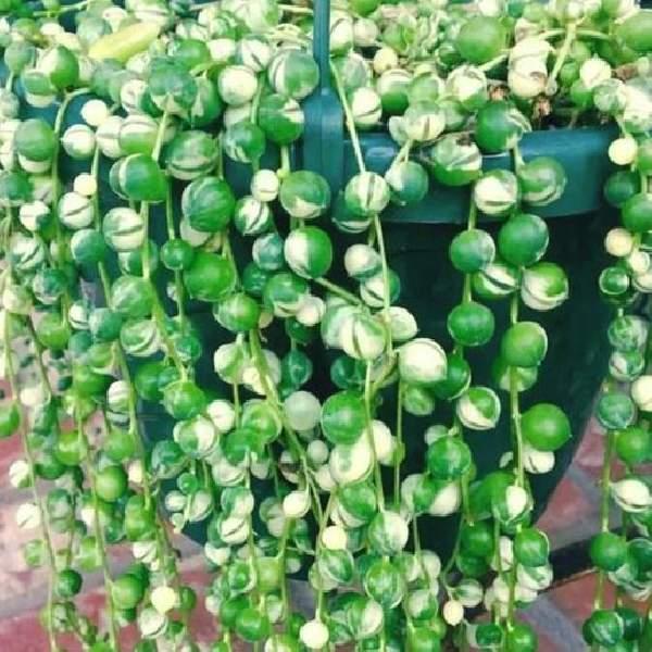 Succulent, 'string Of Pearls' Variegated - View 2 from www redcrocus com