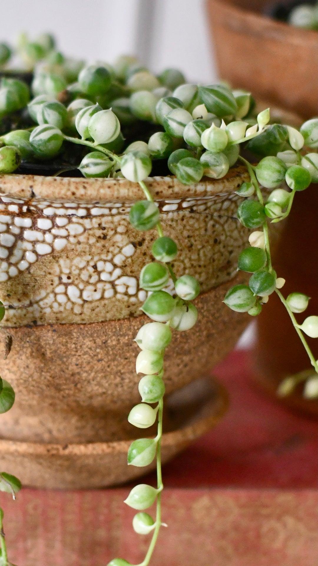 Succulent, 'string Of Pearls' Variegated - View 31 from www redcrocus com