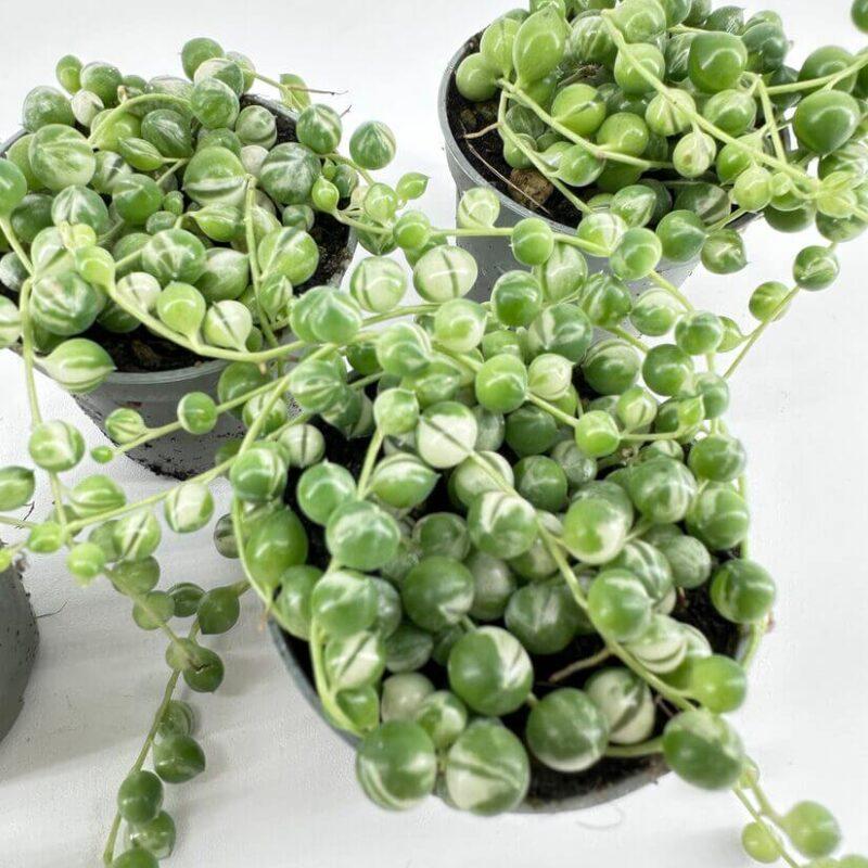 Succulent, 'string Of Pearls' Variegated - View 32 from www redcrocus com