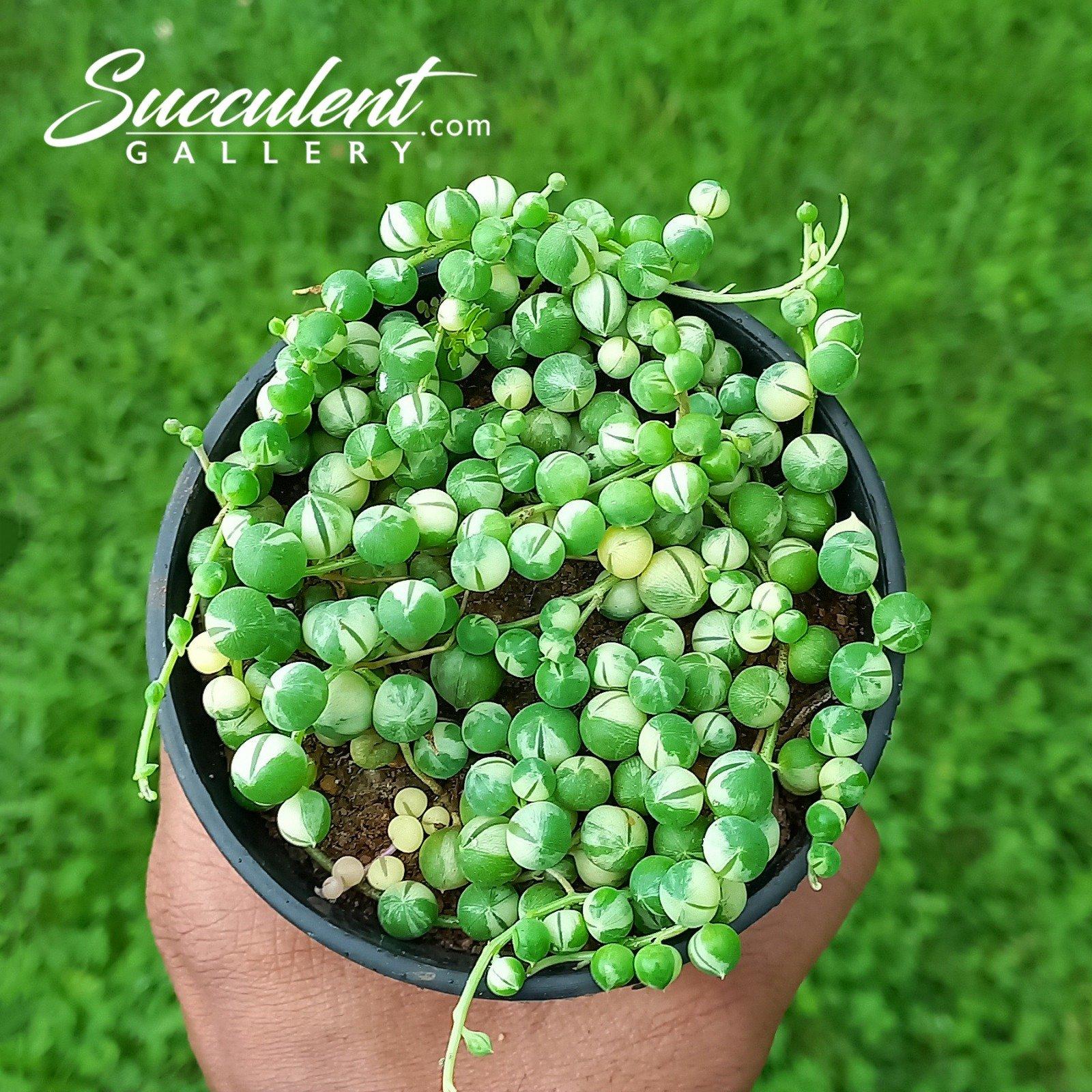 Succulent, 'string Of Pearls' Variegated - View 35 from www redcrocus com