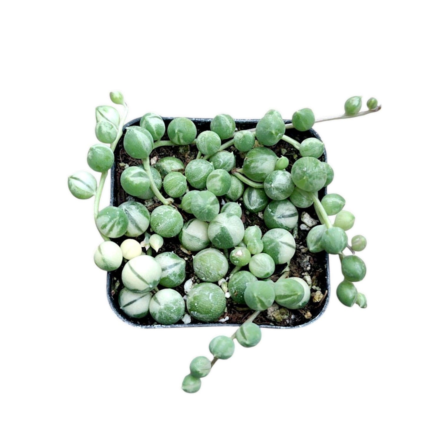 Succulent, 'string Of Pearls' Variegated - View 36 from www redcrocus com