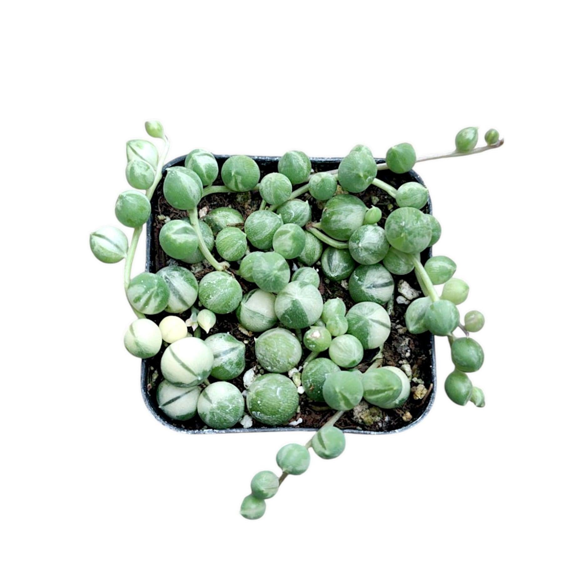 Succulent, 'string Of Pearls' Variegated - View 36 from www redcrocus com
