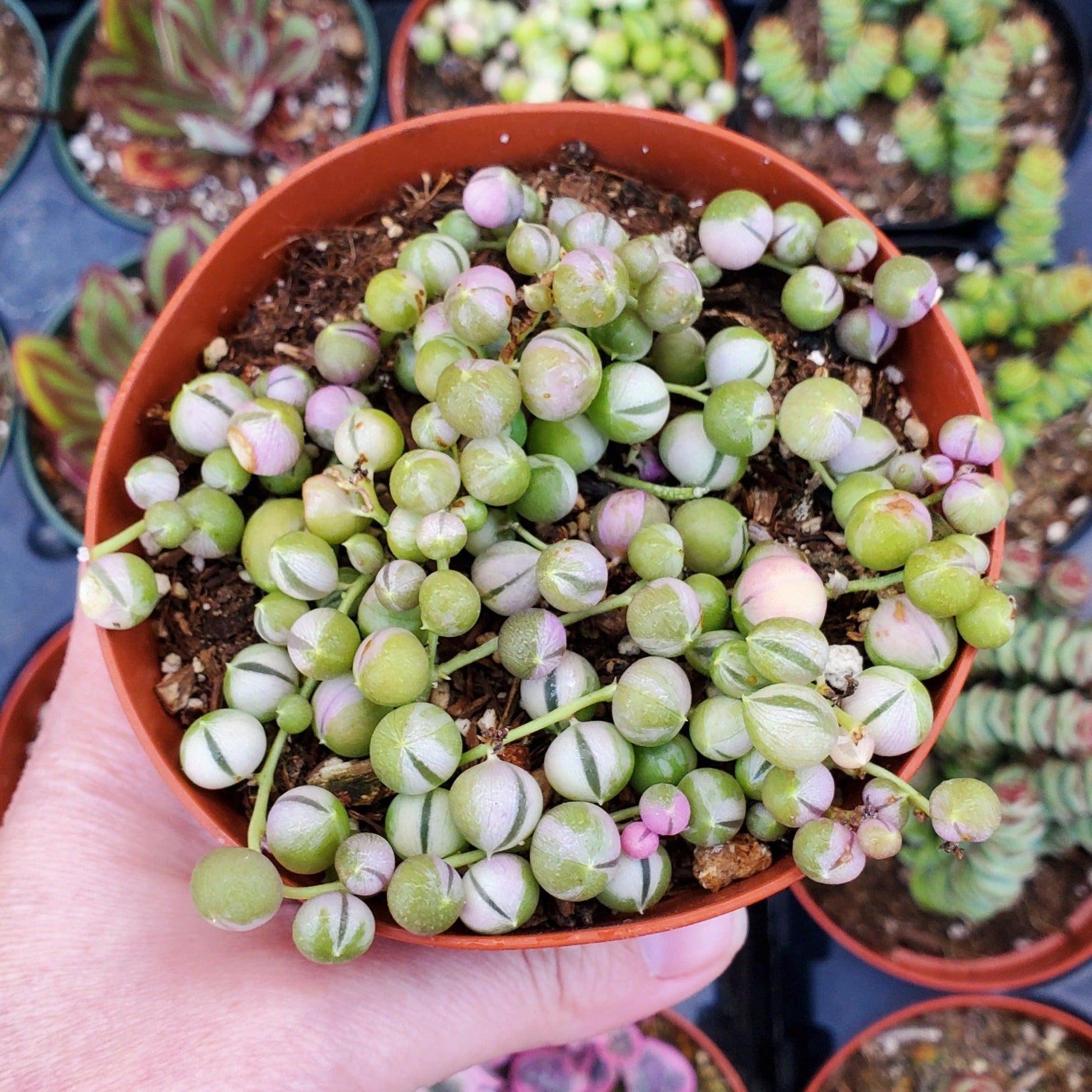 Succulent, 'string Of Pearls' Variegated - View 4 from www redcrocus com