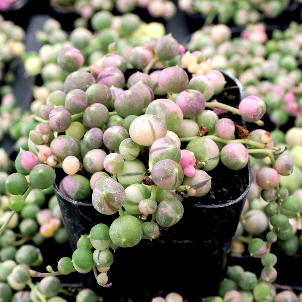 Succulent, 'string Of Pearls' Variegated - View 6 from www redcrocus com