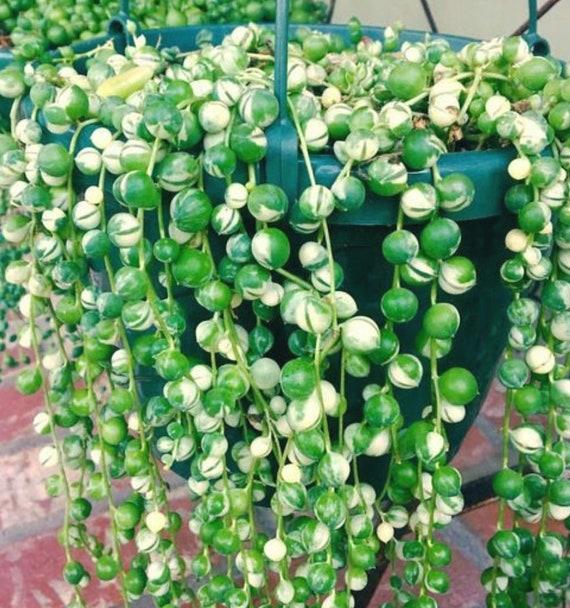 Succulent, 'string Of Pearls' Variegated - View 7 from www redcrocus com