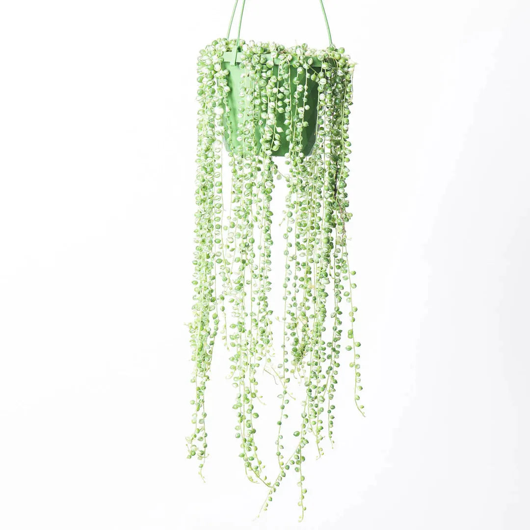 Succulent, 'string Of Pearls' Variegated - View 8 from www redcrocus com