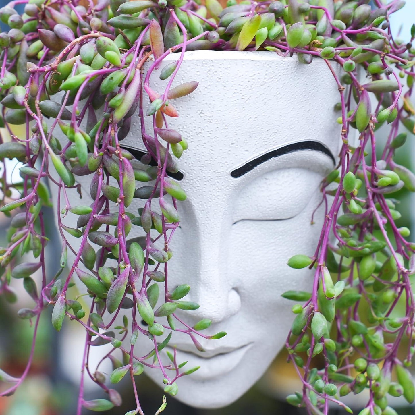 Succulent, 'ruby Necklace' - View 11 from www redcrocus com