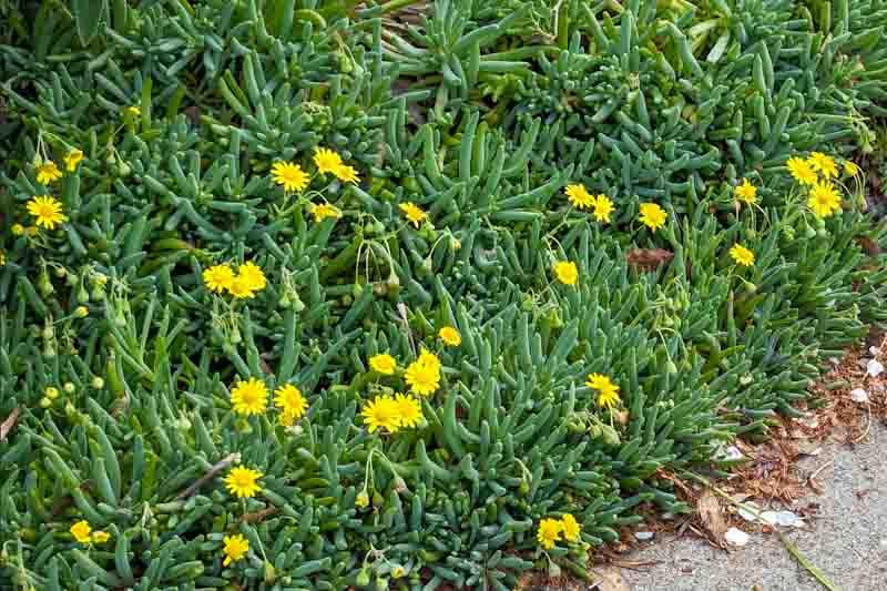 Succulent, 'ruby Necklace' - View 12 from www redcrocus com