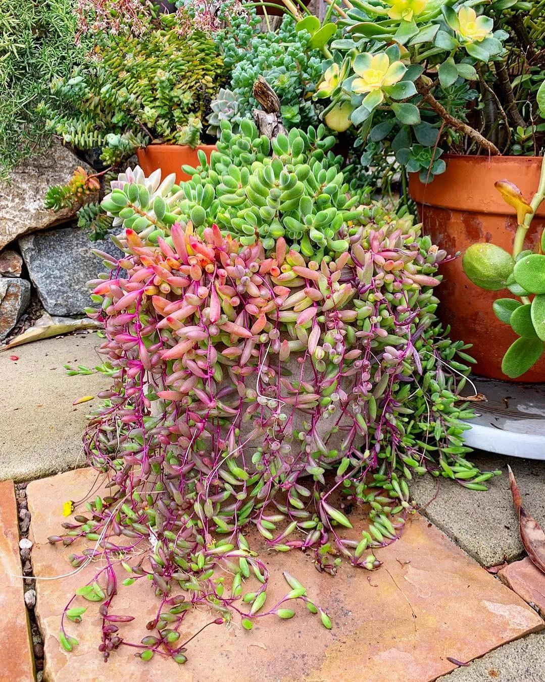 Succulent, 'ruby Necklace' - View 13 from www redcrocus com