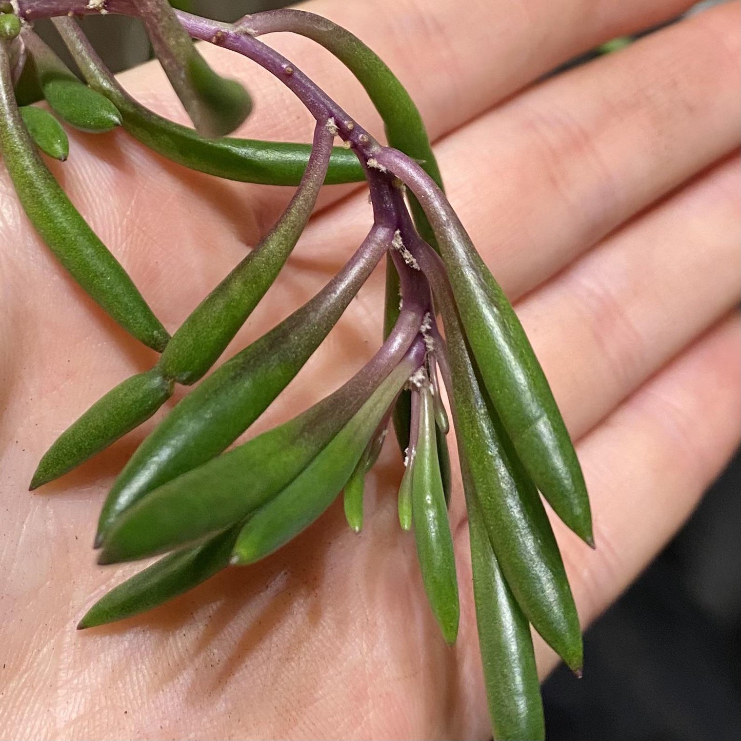 Succulent, 'ruby Necklace' - View 15 from www redcrocus com