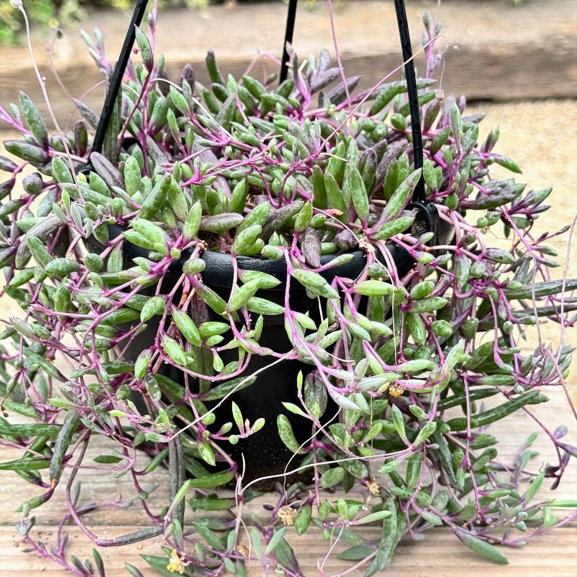 Succulent, 'ruby Necklace' - View 16 from www redcrocus com
