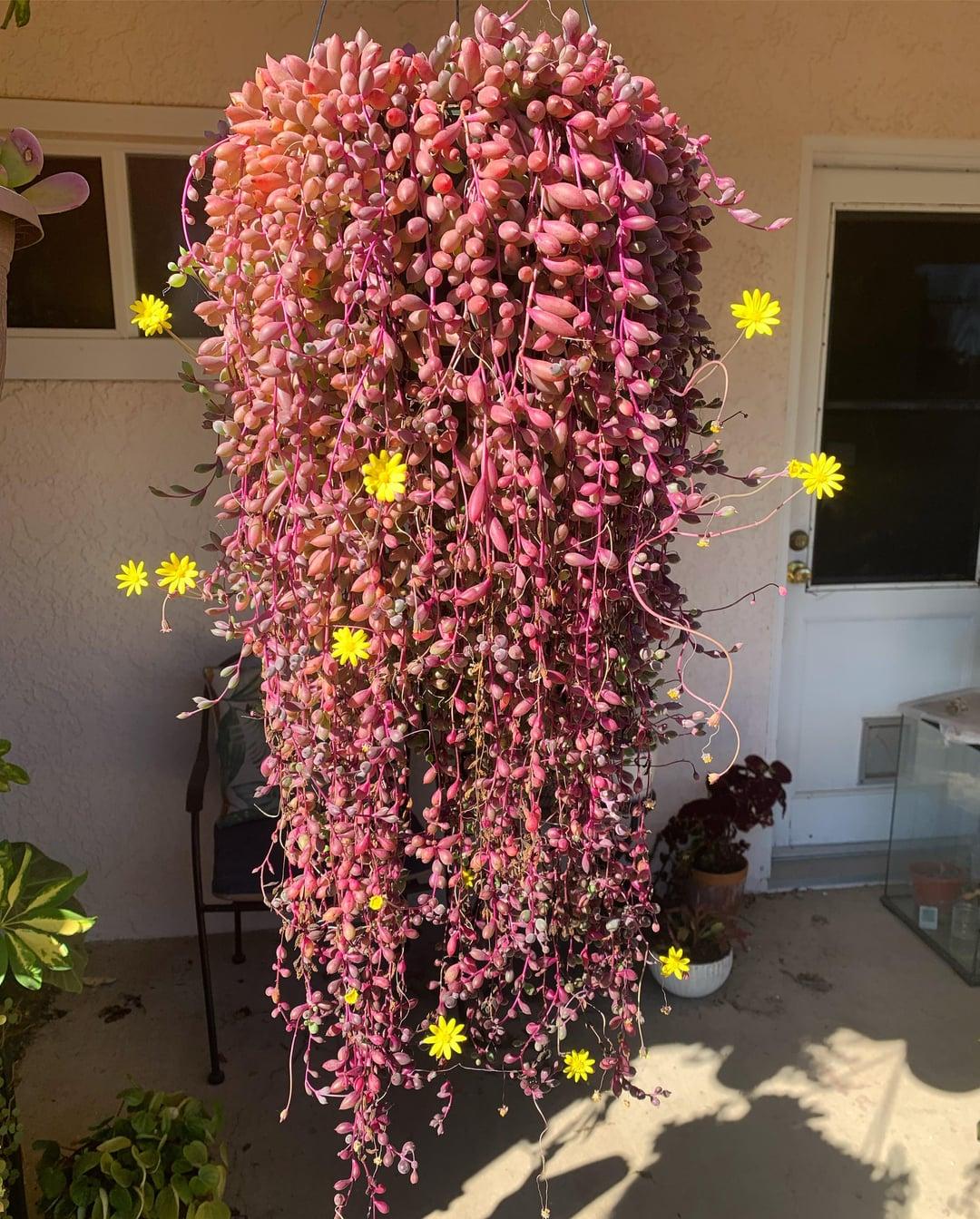 Succulent, 'ruby Necklace' - View 18 from www redcrocus com
