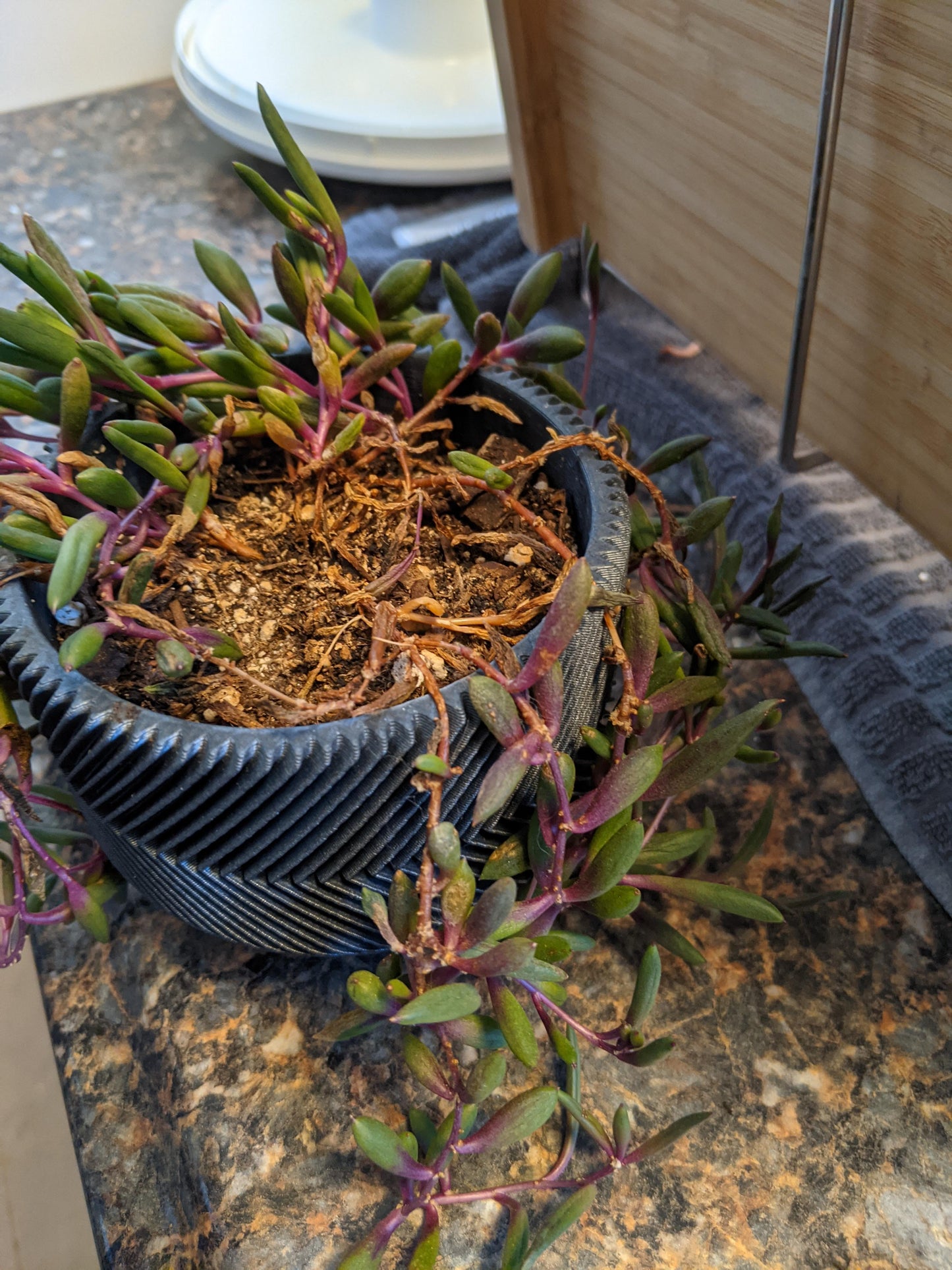 Succulent, 'ruby Necklace' - View 19 from www redcrocus com
