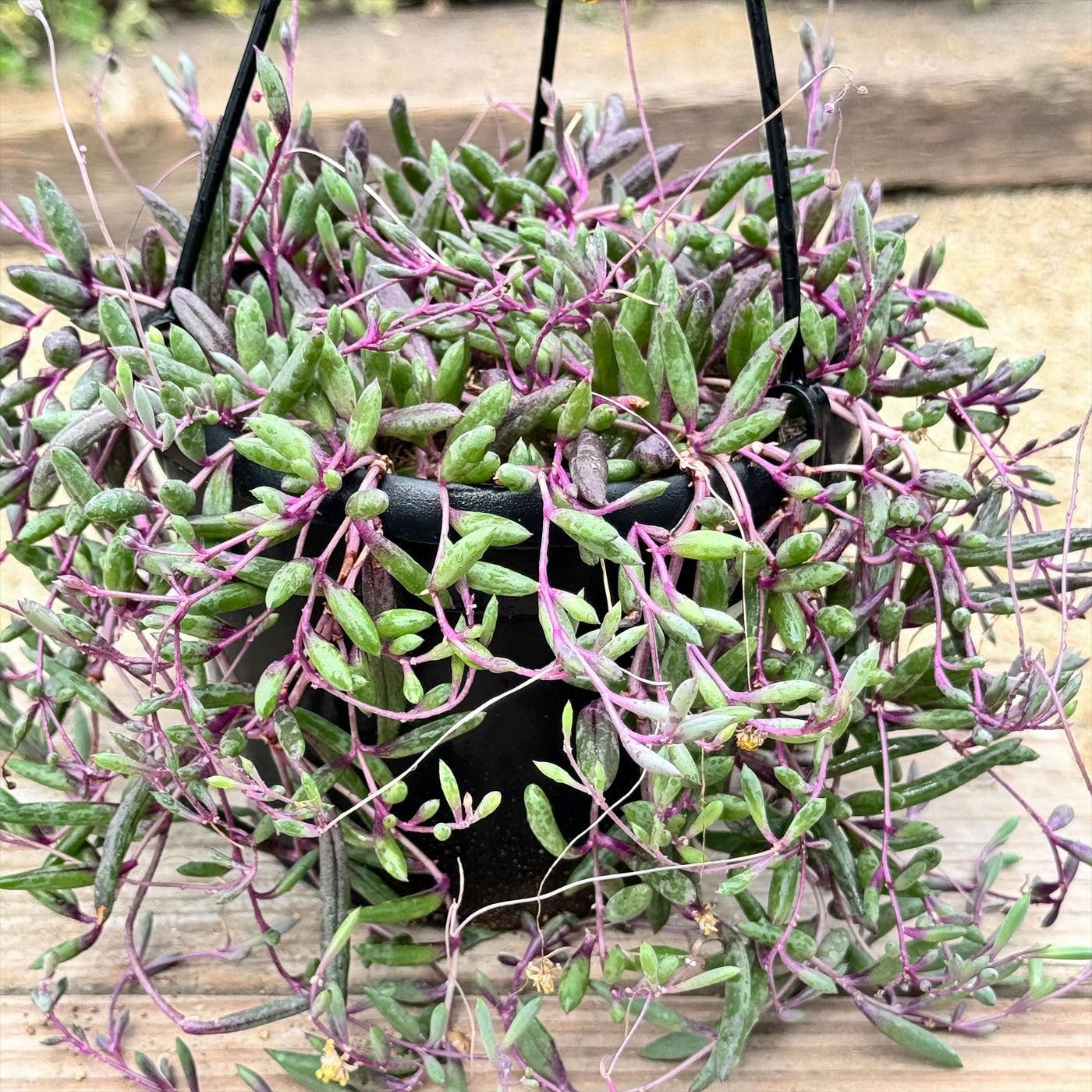 Succulent, 'ruby Necklace' - View 1 from www redcrocus com