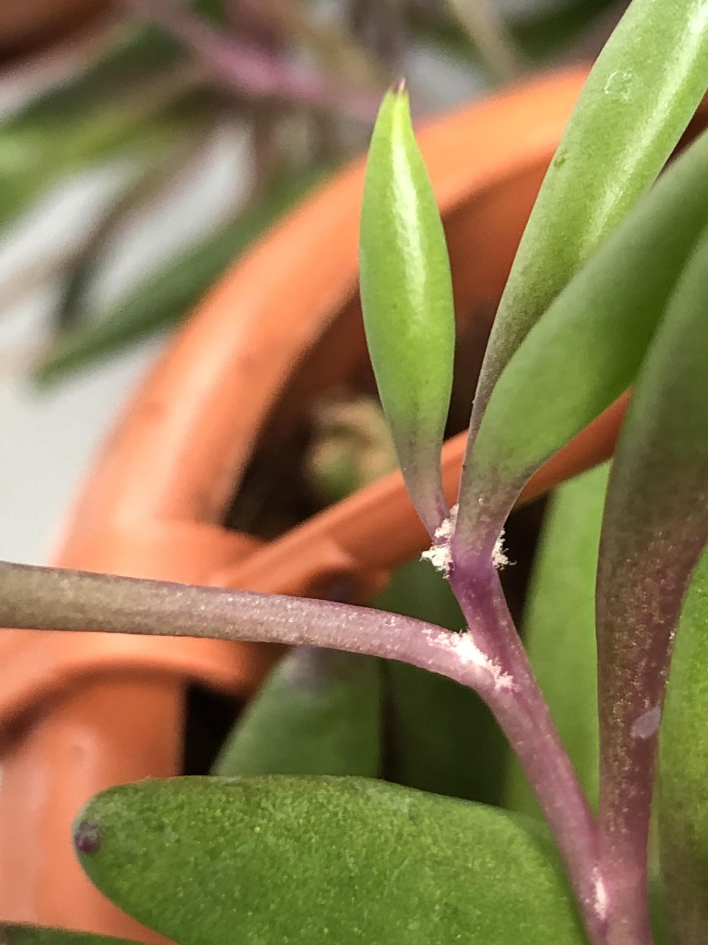 Succulent, 'ruby Necklace' - View 22 from www redcrocus com