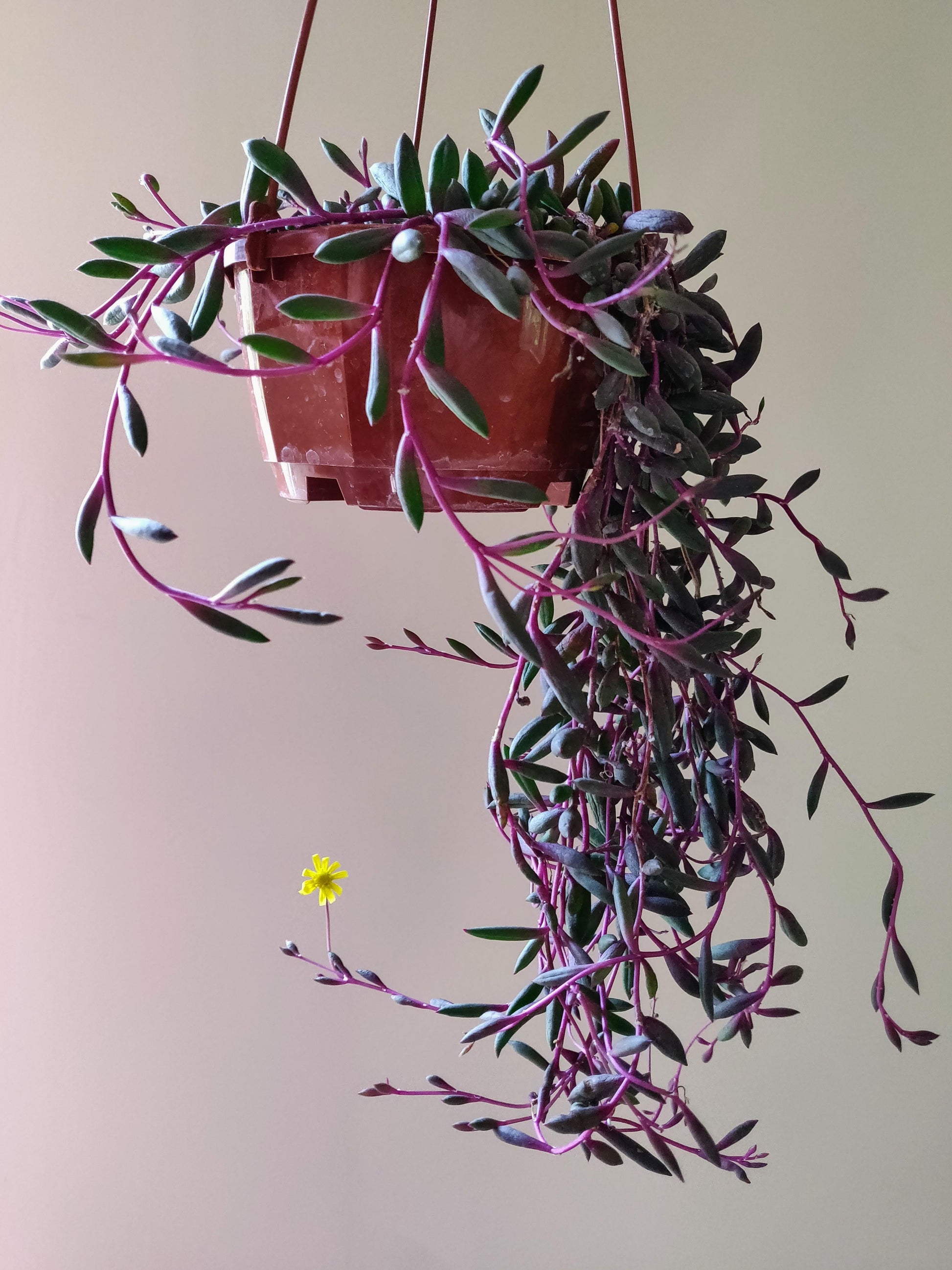 Succulent, 'ruby Necklace' - View 23 from www redcrocus com
