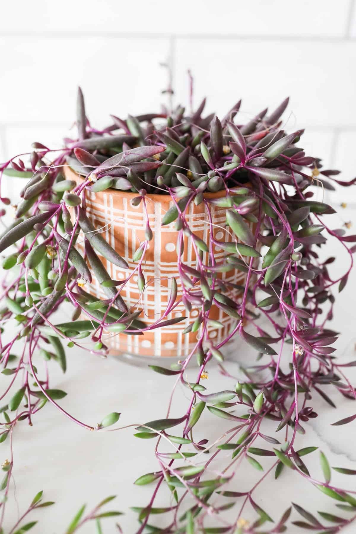 Succulent, 'ruby Necklace' - View 25 from www redcrocus com