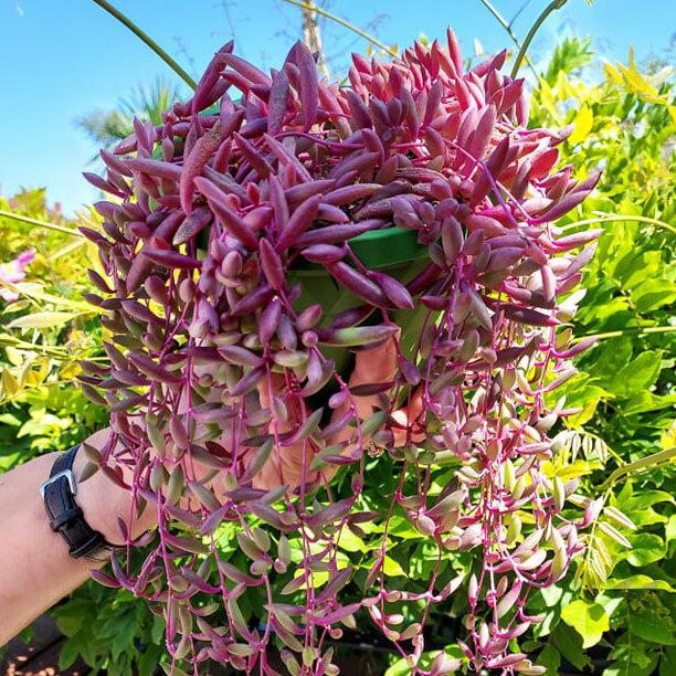 Succulent, 'ruby Necklace' - View 27 from www redcrocus com