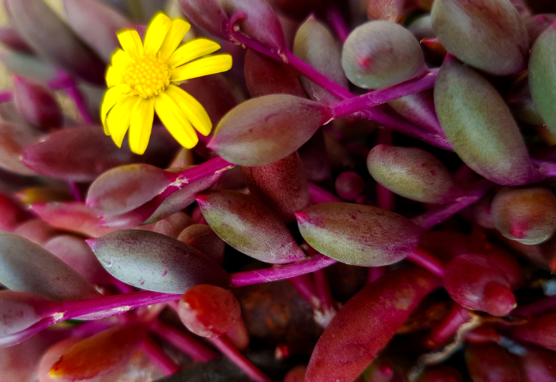Succulent, 'ruby Necklace' - View 28 from www redcrocus com