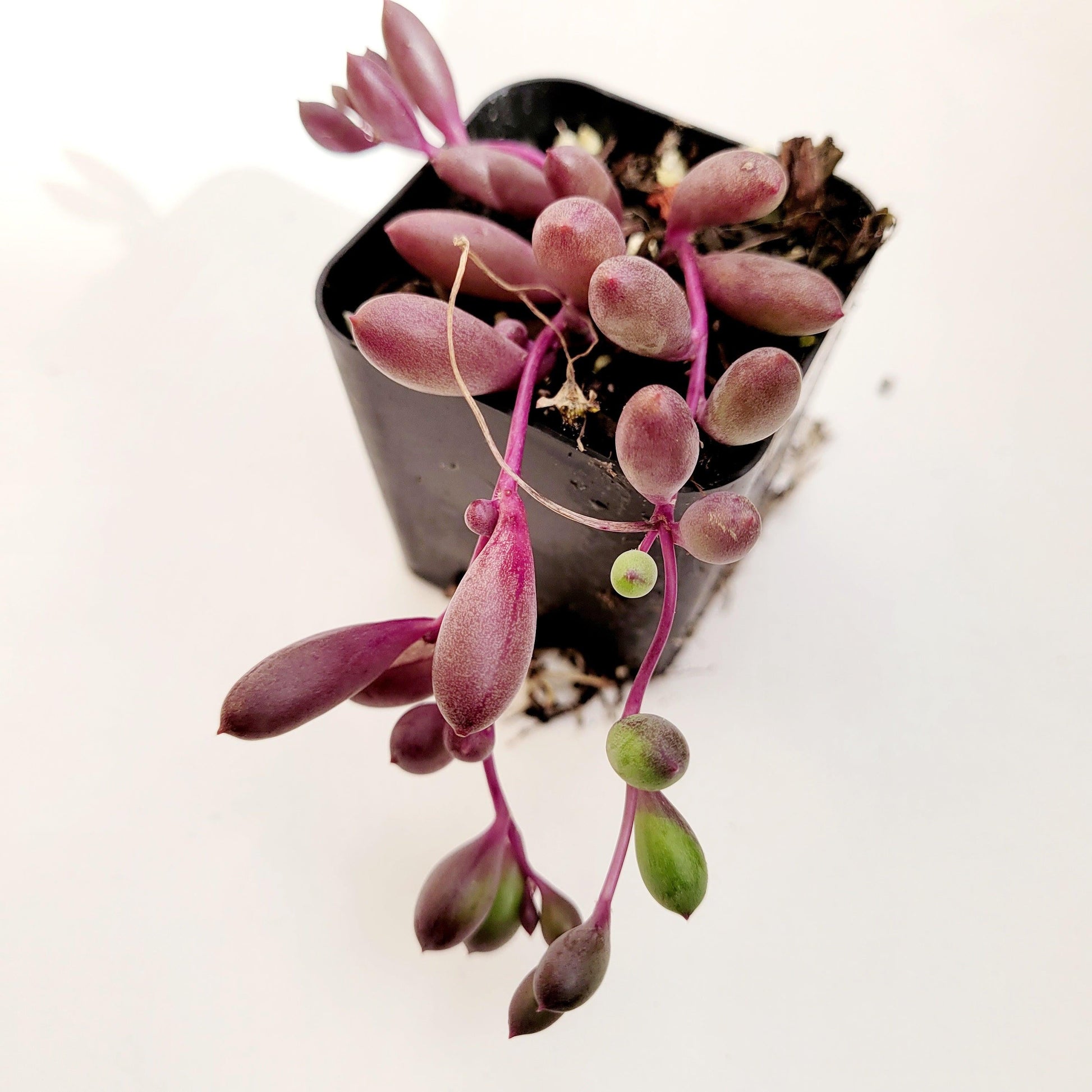 Succulent, 'ruby Necklace' - View 30 from www redcrocus com