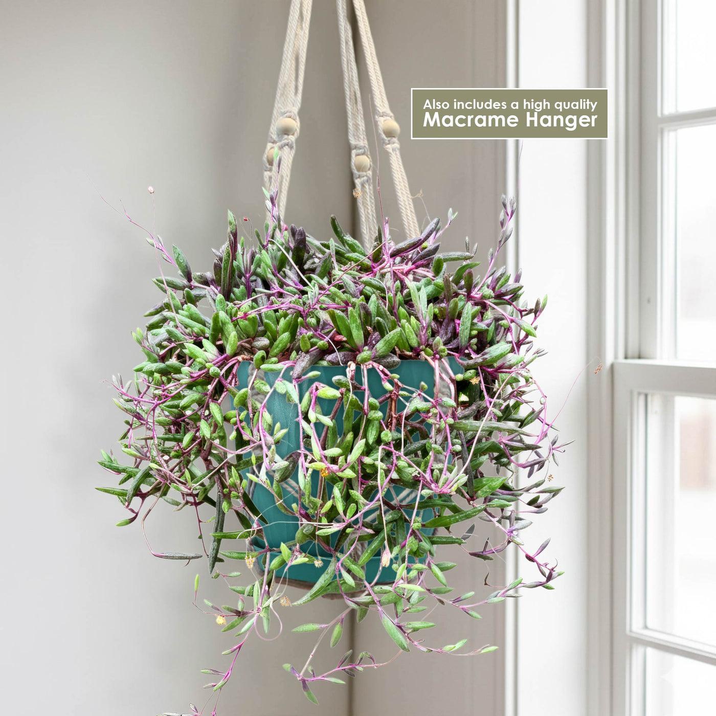 Succulent, 'ruby Necklace' - View 35 from www redcrocus com