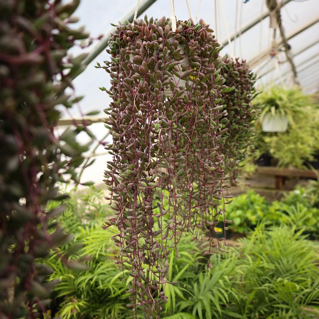 Succulent, 'ruby Necklace' - View 36 from www redcrocus com