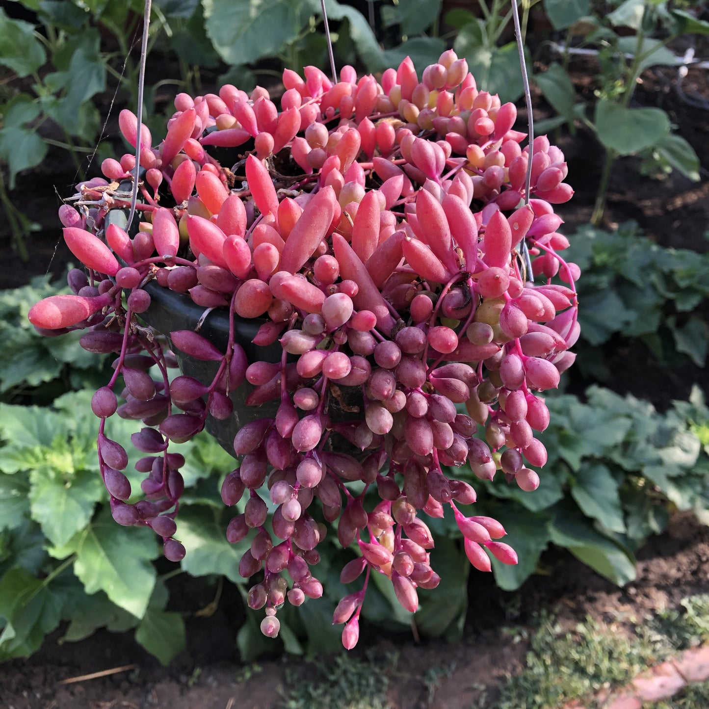 Succulent, 'ruby Necklace' - View 38 from www redcrocus com
