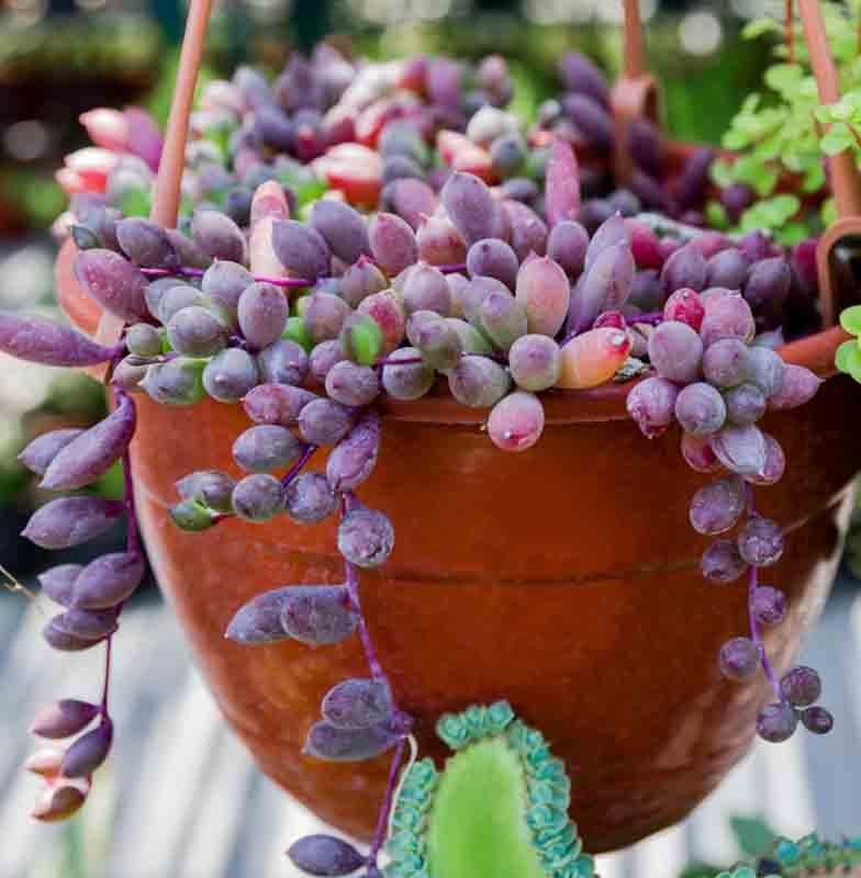 Succulent, 'ruby Necklace' - View 3 from www redcrocus com
