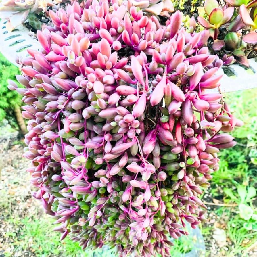 Succulent, 'ruby Necklace' - View 40 from www redcrocus com