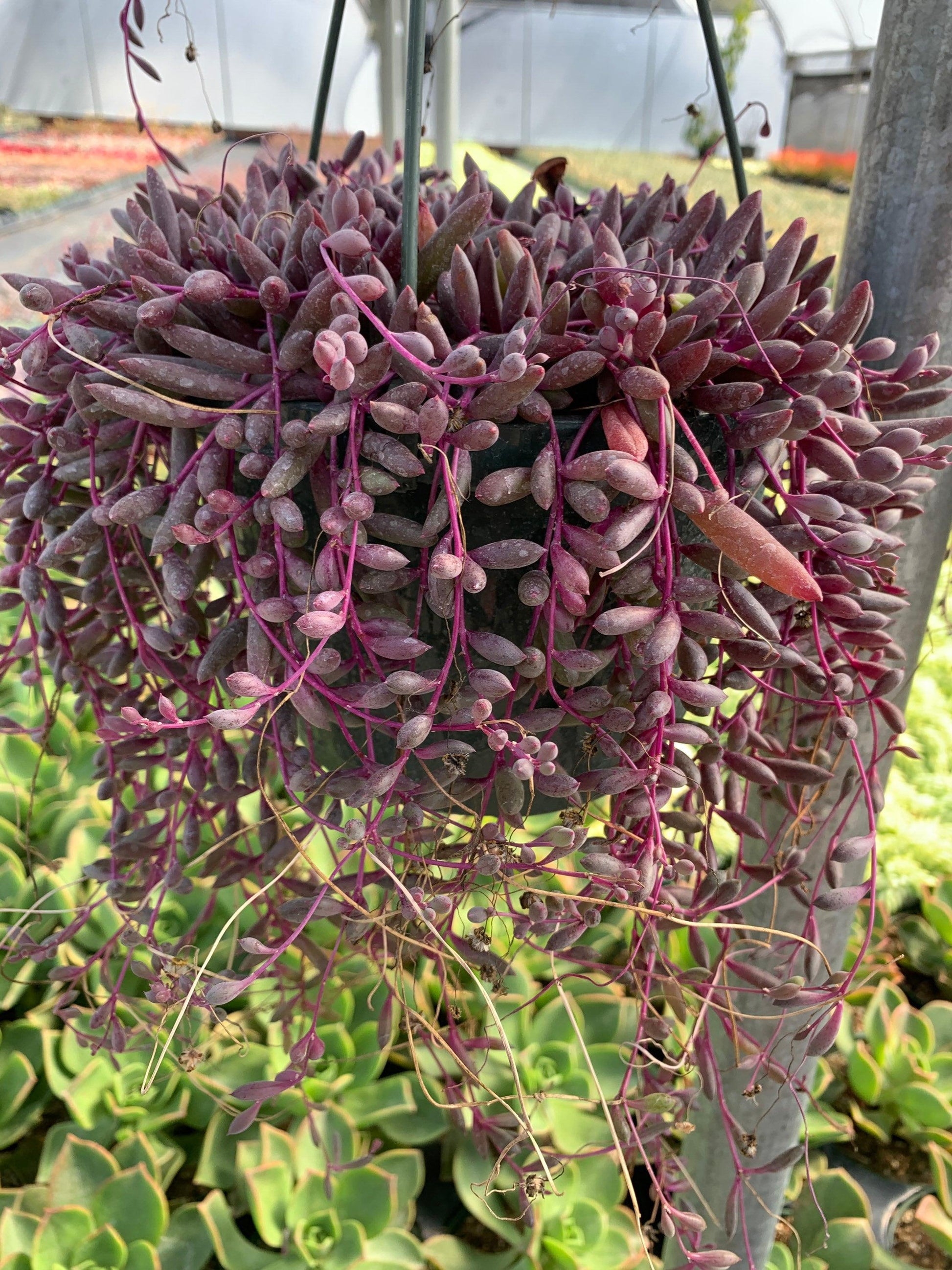 Succulent, 'ruby Necklace' - View 7 from www redcrocus com