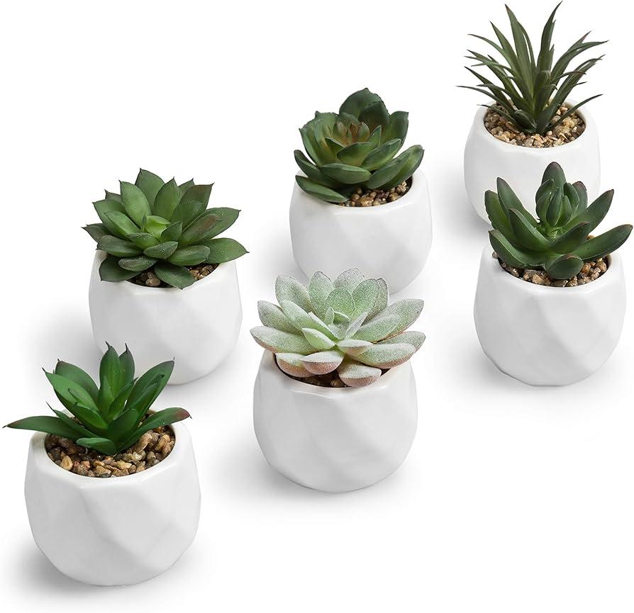 Succulent, Assorted Ceramic - View 13 from www redcrocus com