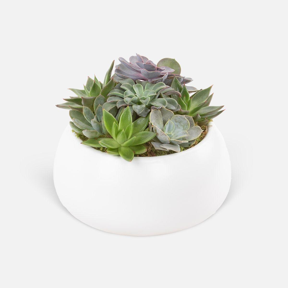 Succulent, Assorted Ceramic - View 15 from www redcrocus com