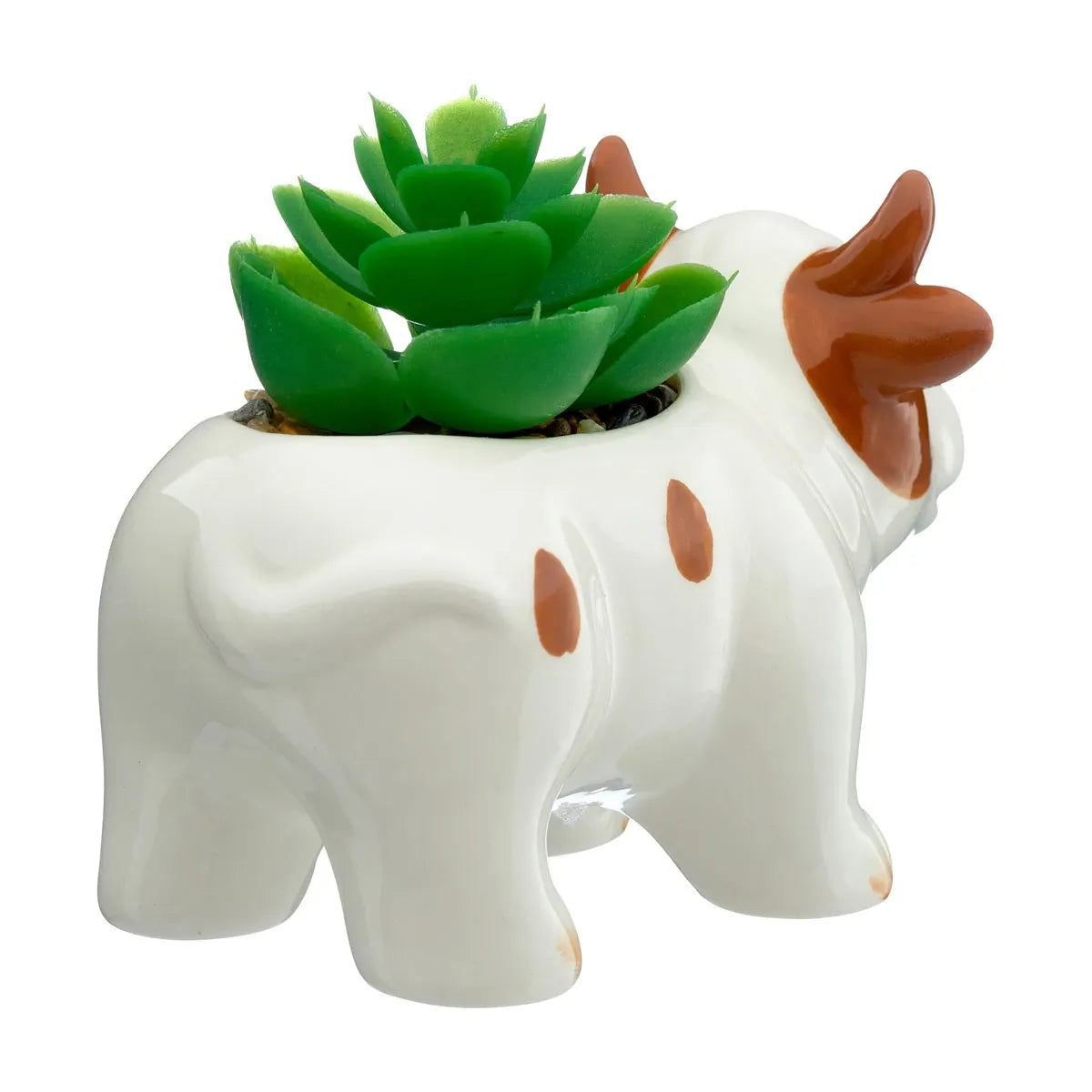 Succulent, Assorted Ceramic - View 17 from www redcrocus com