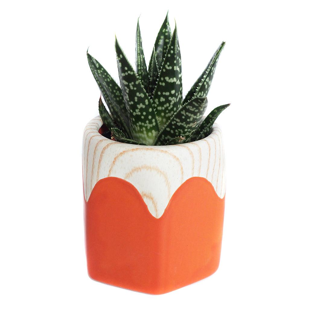 Succulent, Assorted Ceramic - View 18 from www redcrocus com