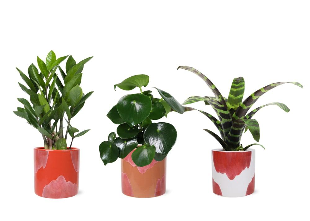 Succulent, Assorted Ceramic - View 19 from www redcrocus com