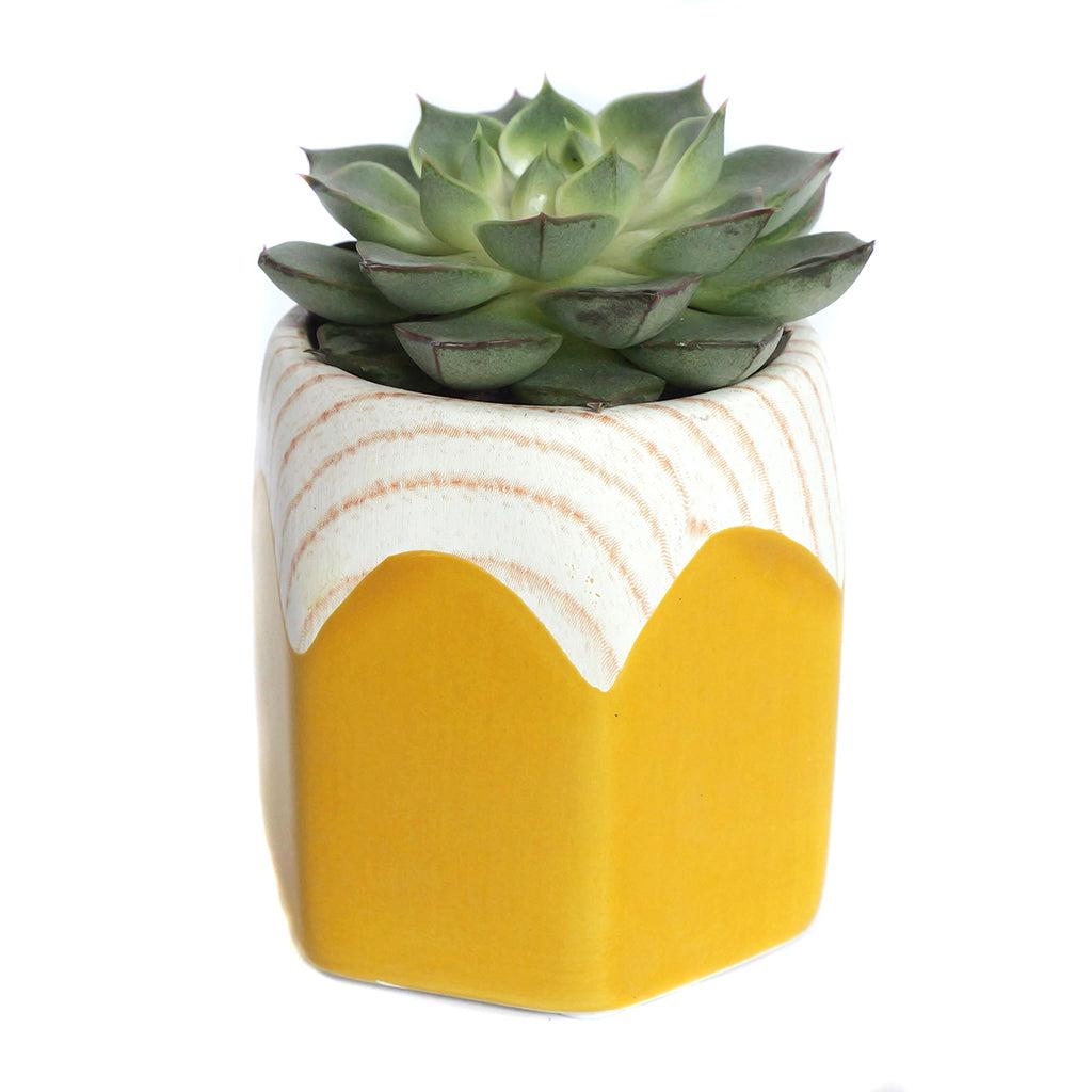 Succulent, Assorted Ceramic - View 20 from www redcrocus com
