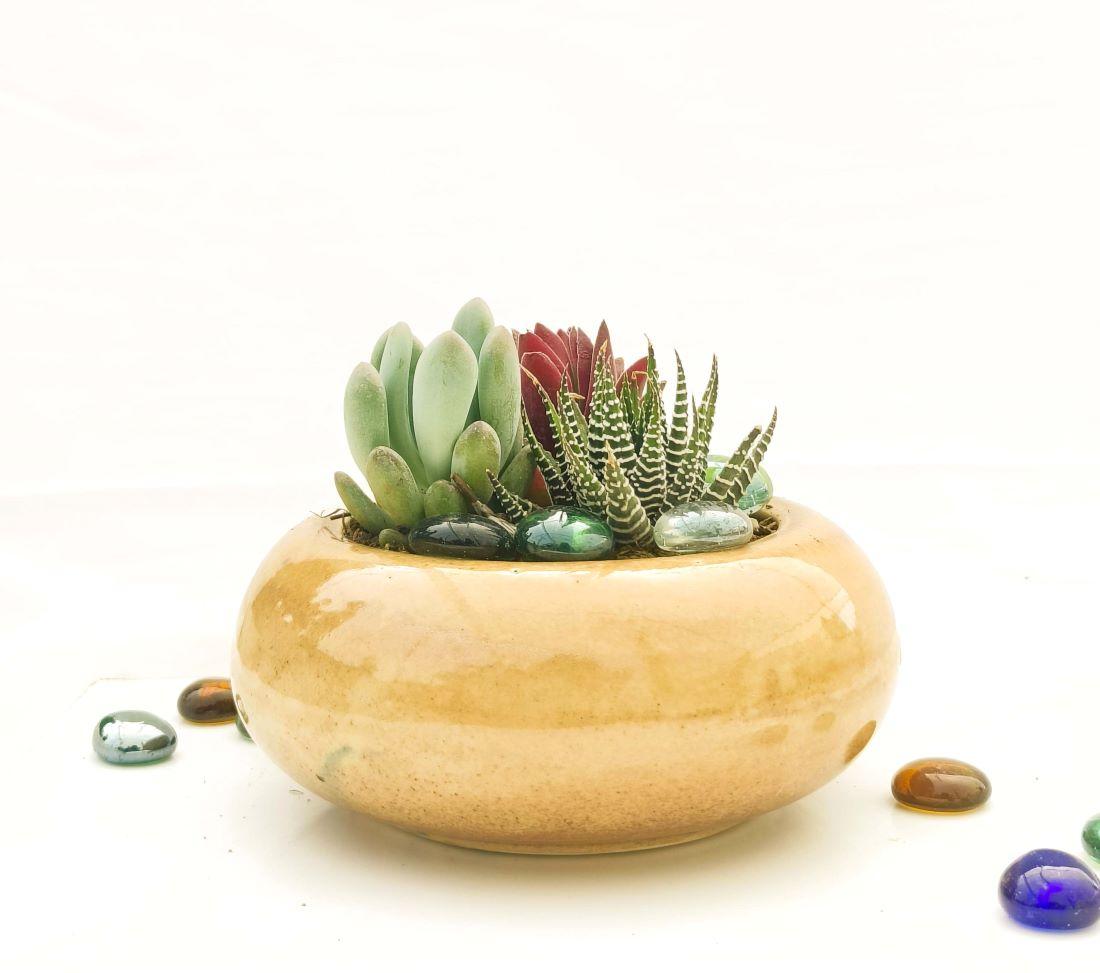 Succulent, Assorted Ceramic - View 21 from www redcrocus com