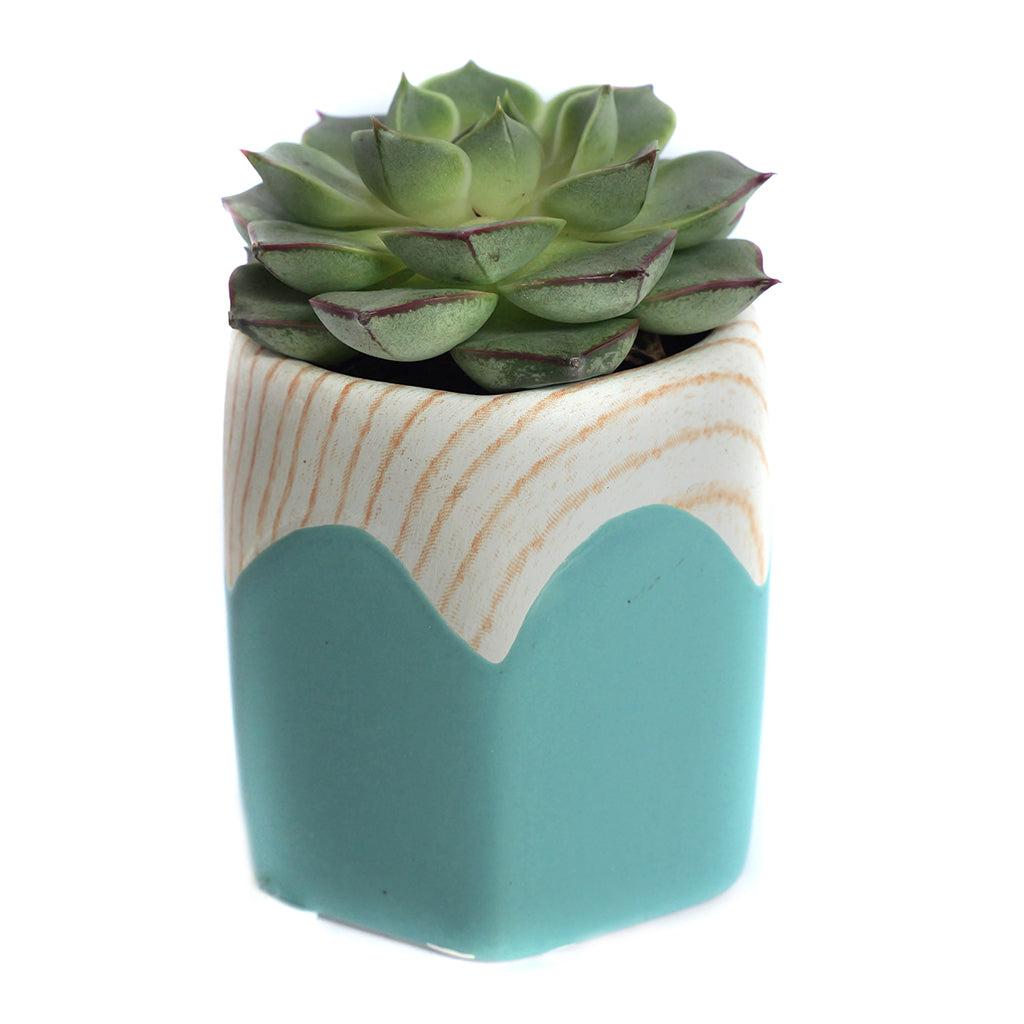 Succulent, Assorted Ceramic - View 22 from www redcrocus com