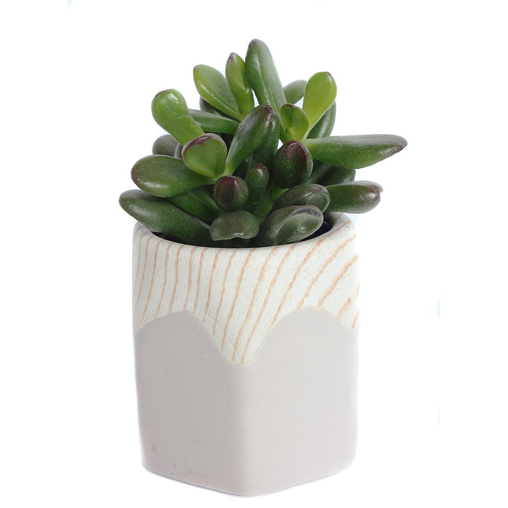 Succulent, Assorted Ceramic - View 23 from www redcrocus com
