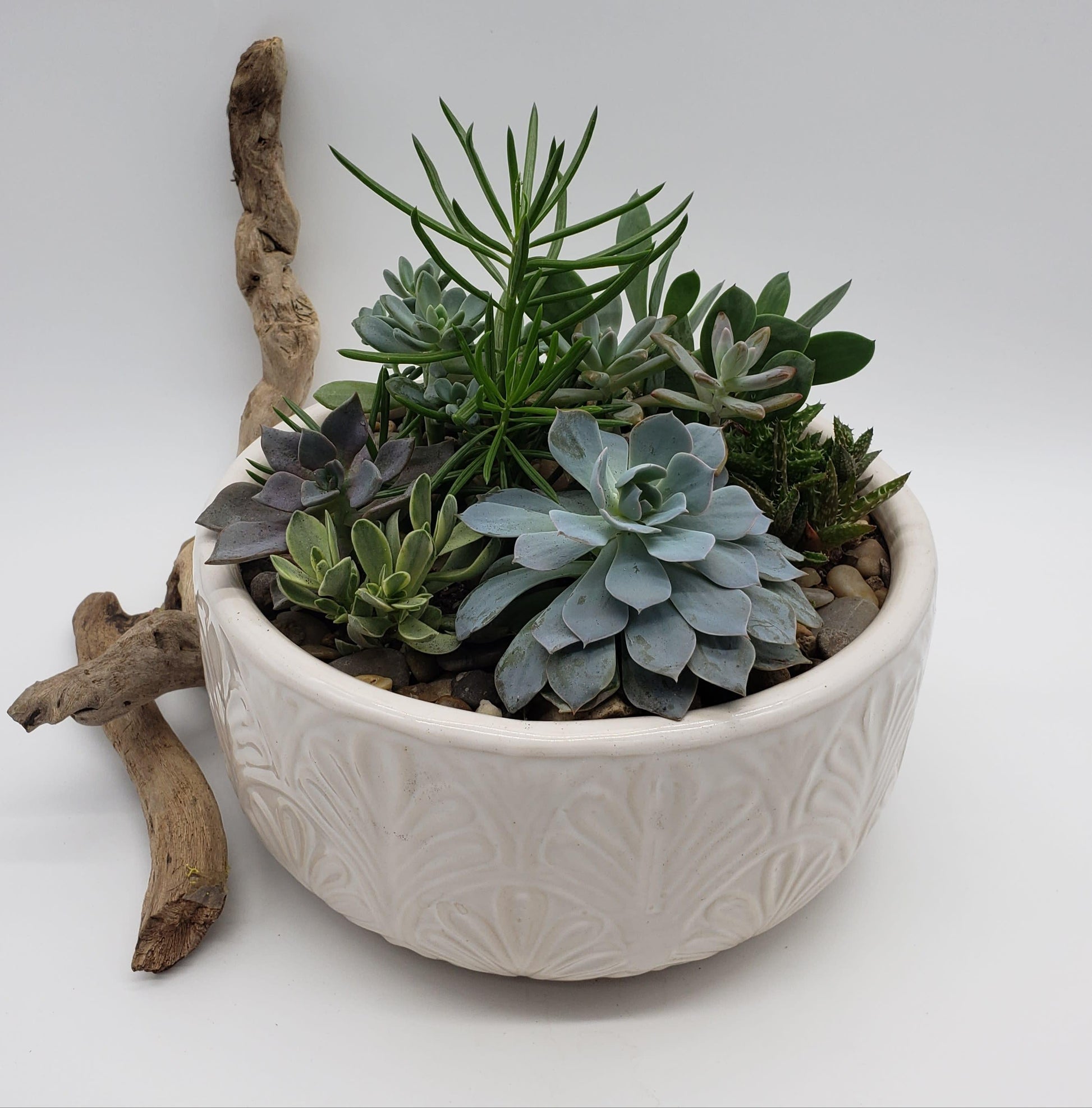 Succulent, Assorted Ceramic - View 25 from www redcrocus com