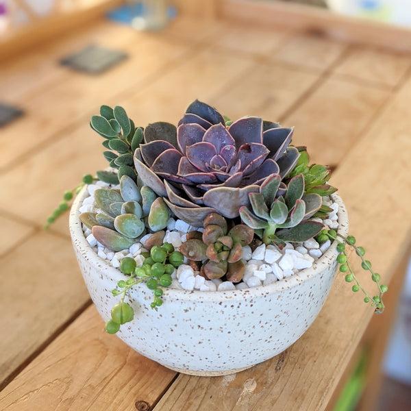 Succulent, Assorted Ceramic - View 26 from www redcrocus com