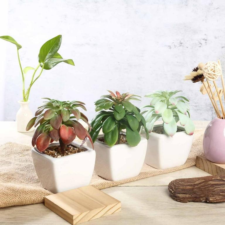 Succulent, Assorted Ceramic - View 28 from www redcrocus com